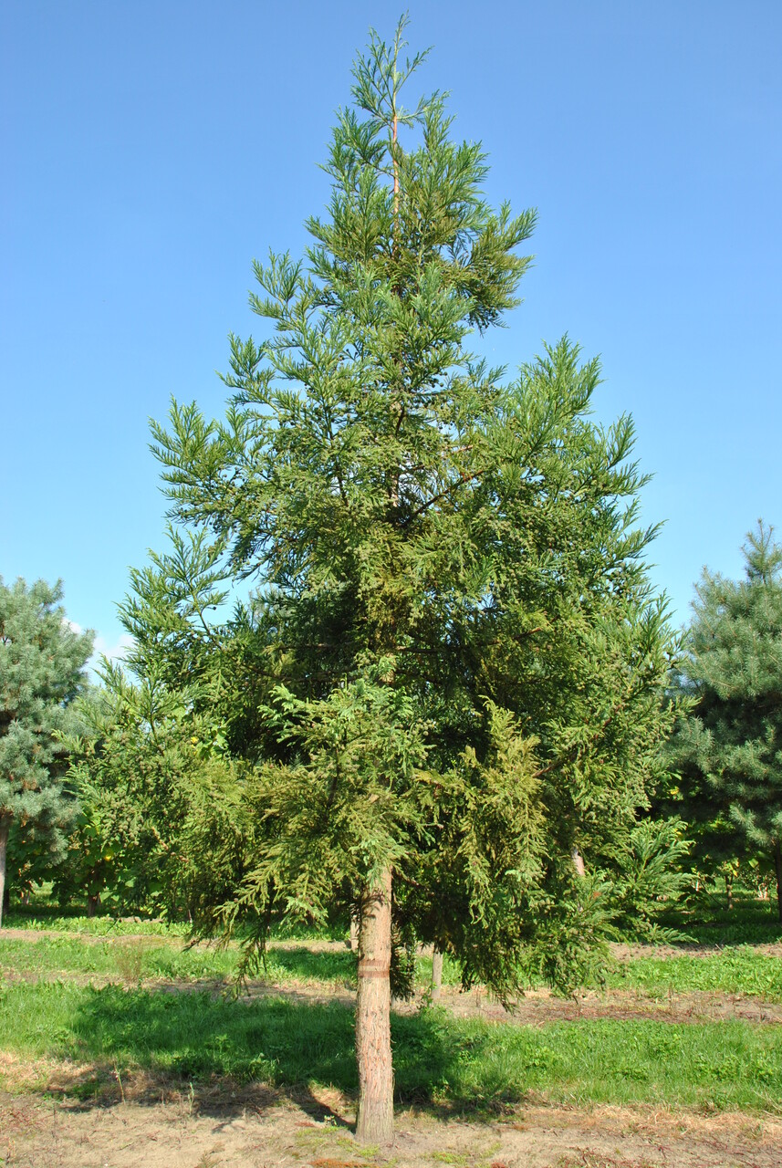 Cryptomeria japonica | Japanese cedar - Pepinierele Van den Berk